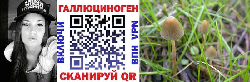 Псилоцибиновые грибы Psilocybine cubensis Златоуст